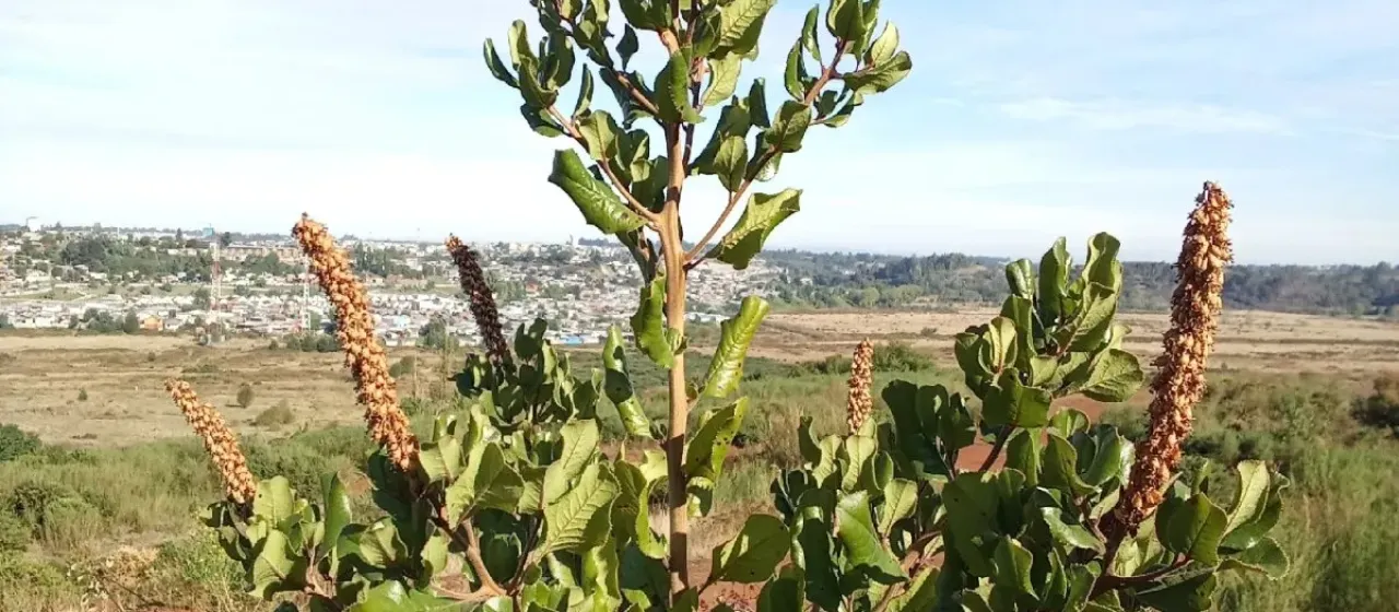 Escallonia pulverulenta