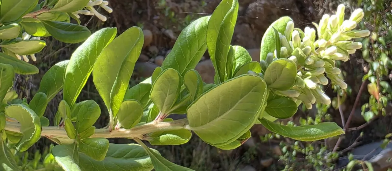 Escallonia revoluta
