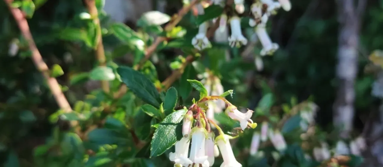 Escallonia rosea