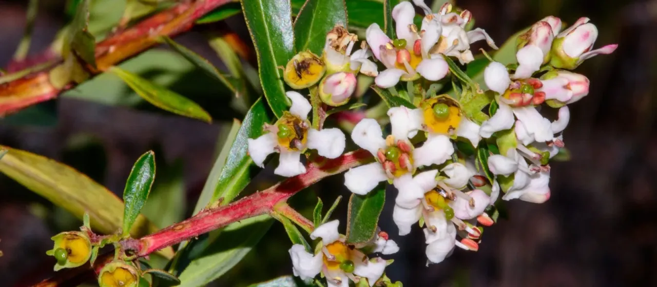 Escallonia resinosa