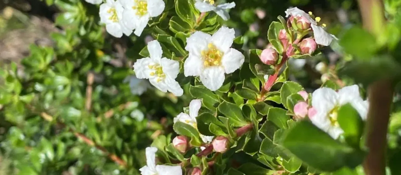Escallonia virgata
