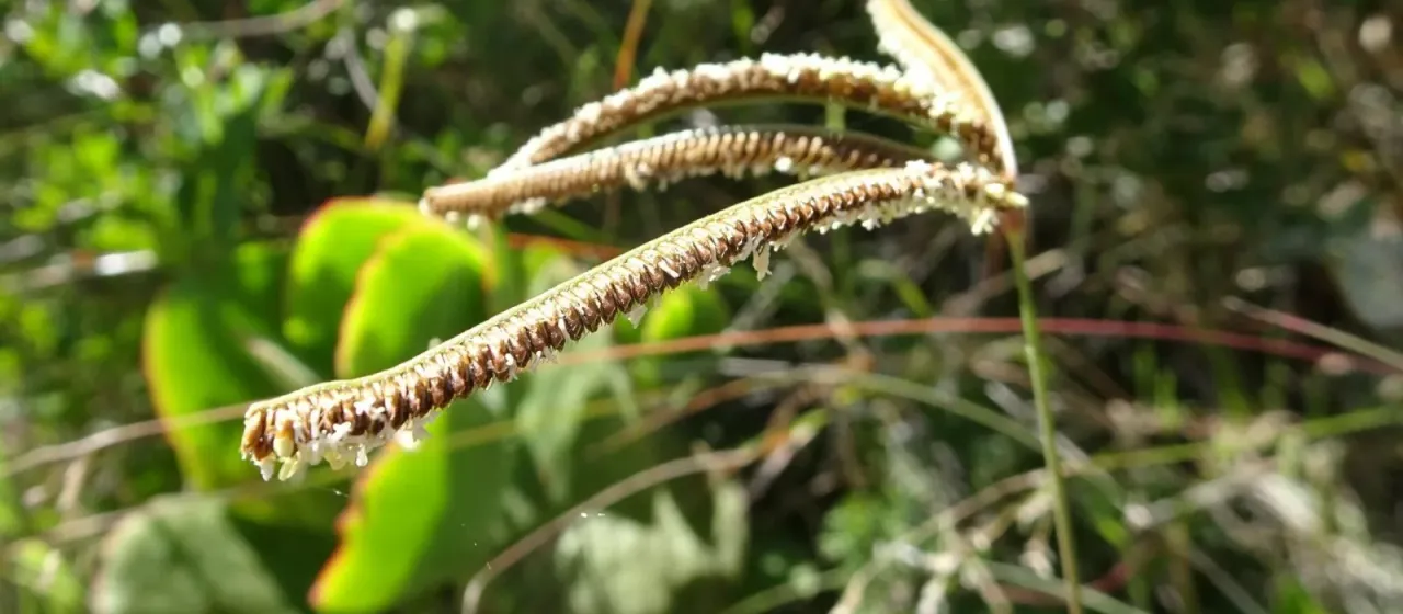 Eustachys paspaloides