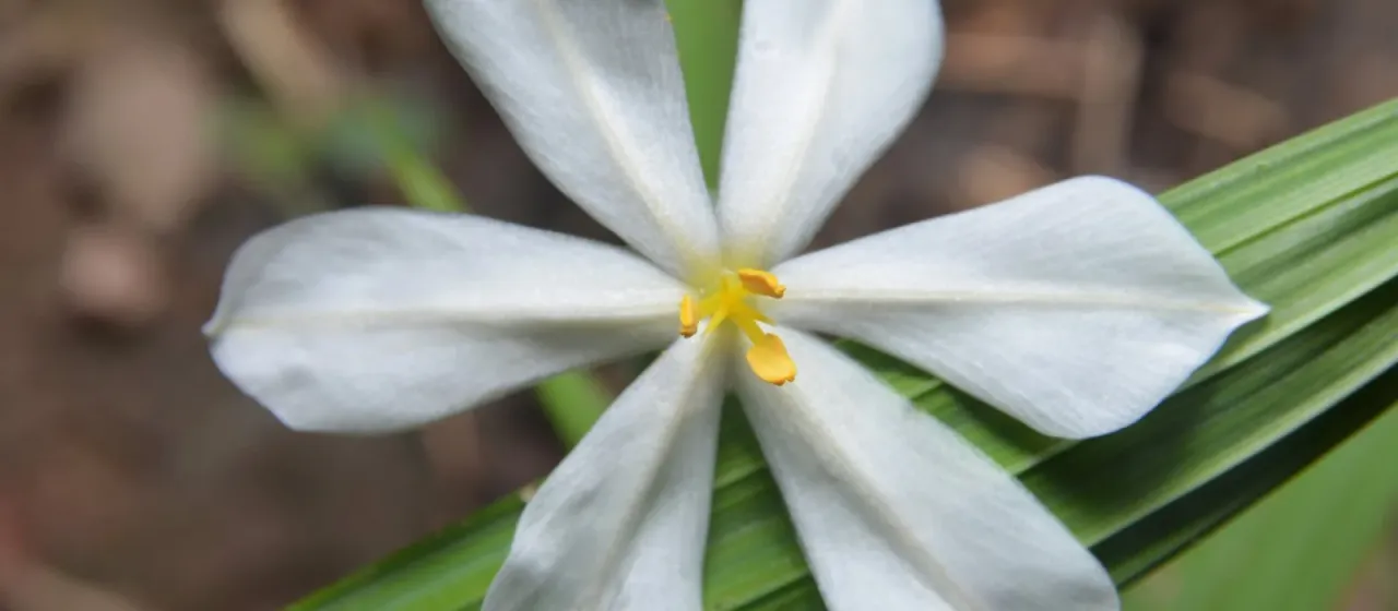 Eleutherine bulbosa