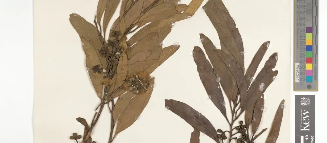 Eucalyptus bicolor