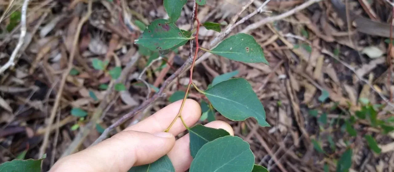Eucalyptus bosistoana