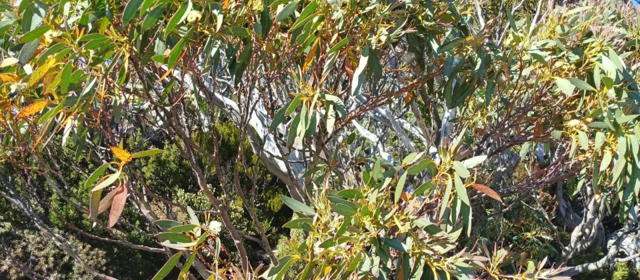Eucalyptus coccifera