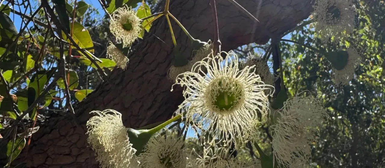 Corymbia calophylla
