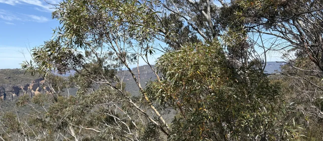 Eucalyptus dendromorpha