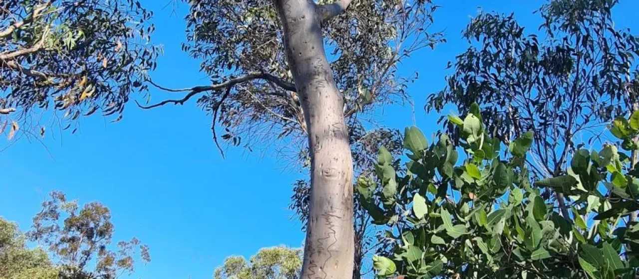 Eucalyptus haemastoma