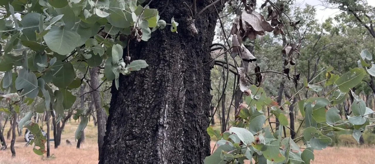 Silver-leaved ironbark
