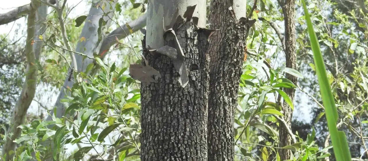Corymbia tessellaris