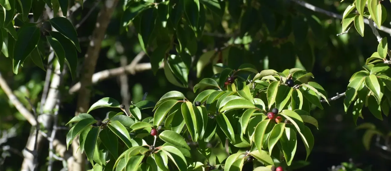Eugenia axillaris