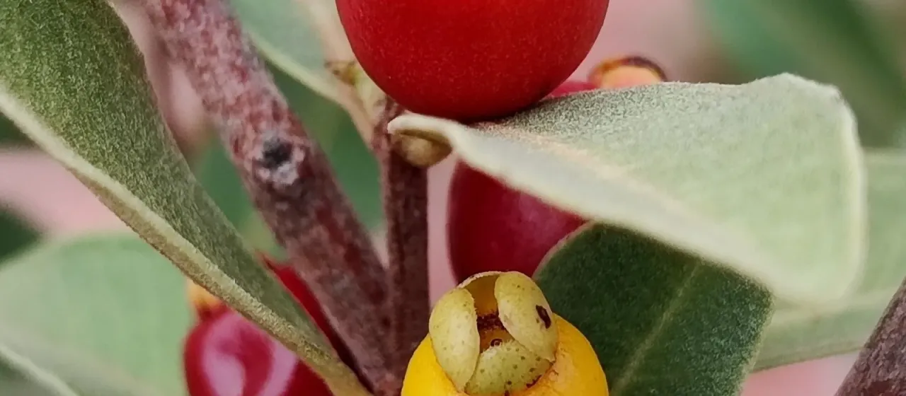Eugenia punicifolia