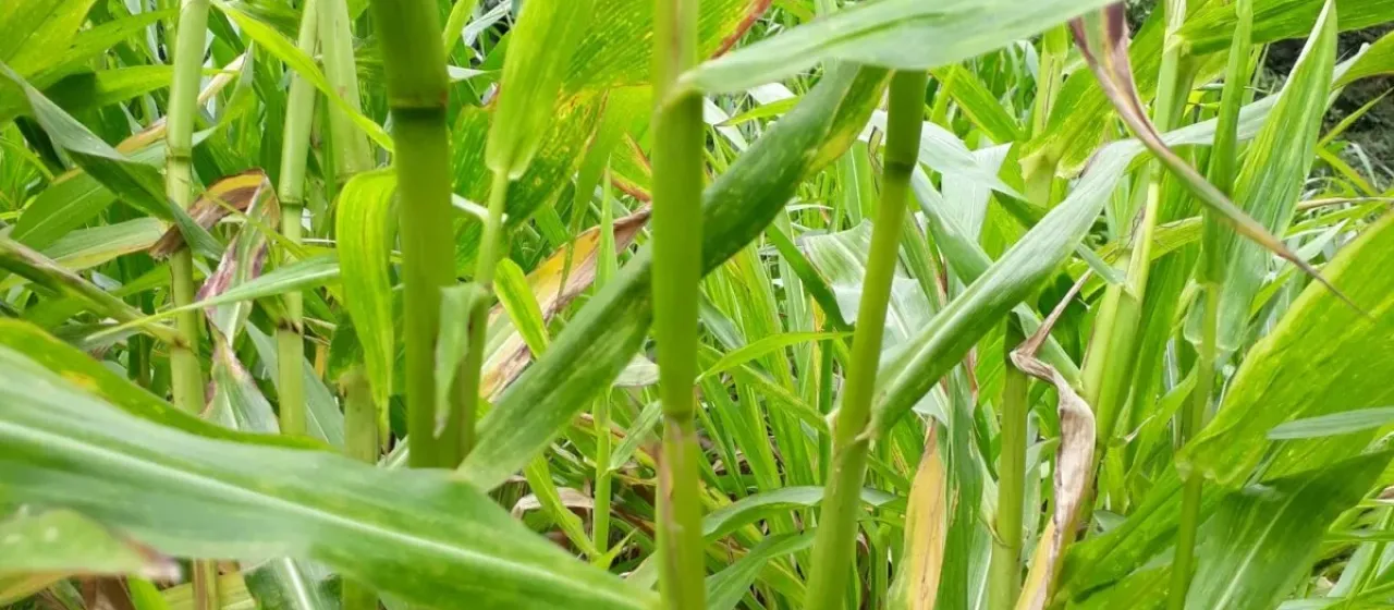 Zea perennis