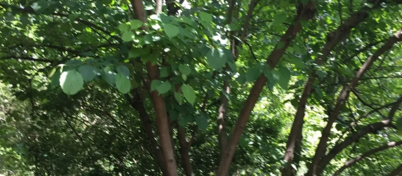 Эуптелея Франше
