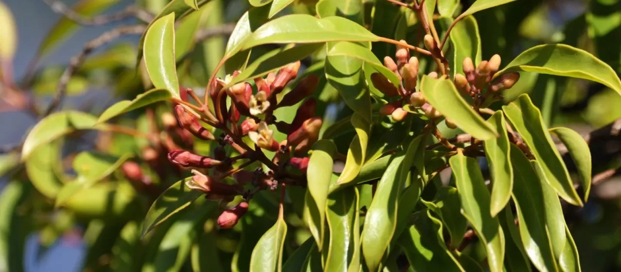 Eucarya