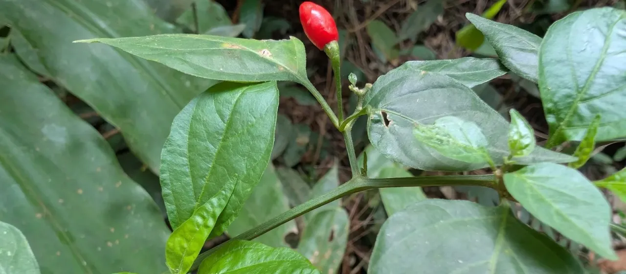 Chili pepper