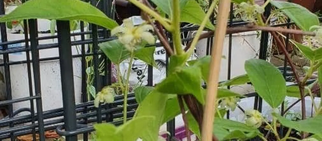 Hemsley actinidia