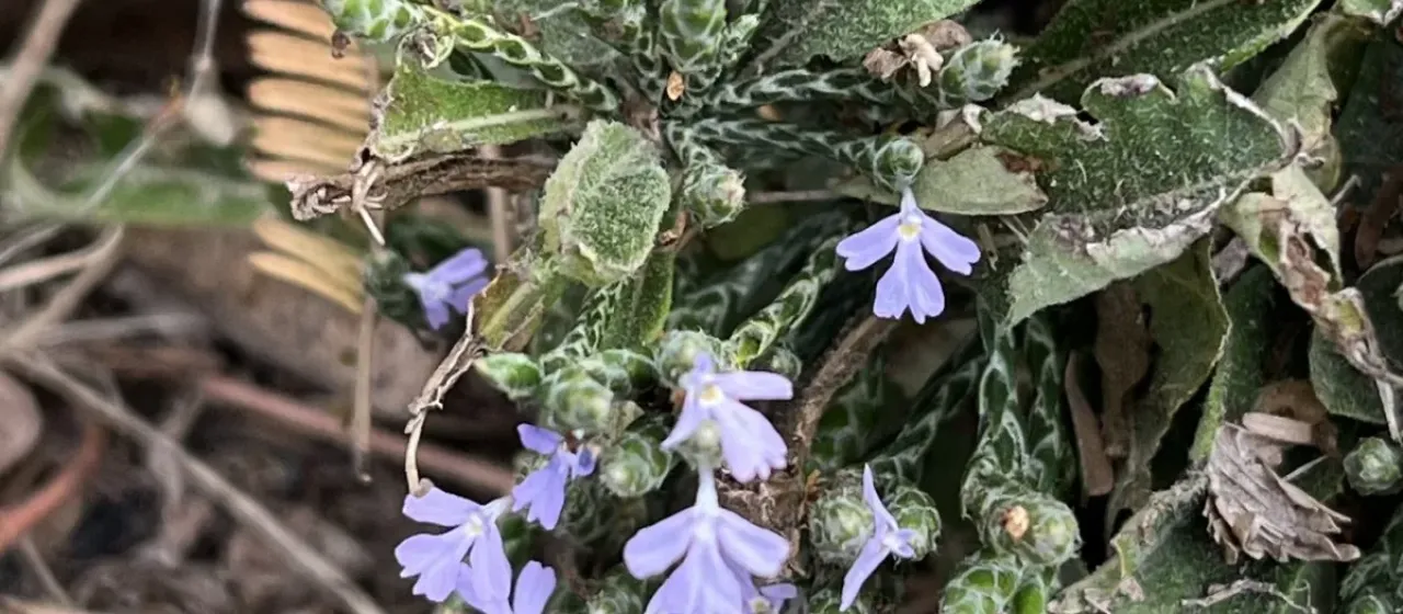 Elytraria imbricata