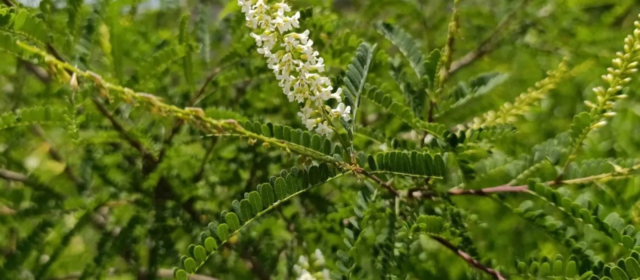 Kidneywood