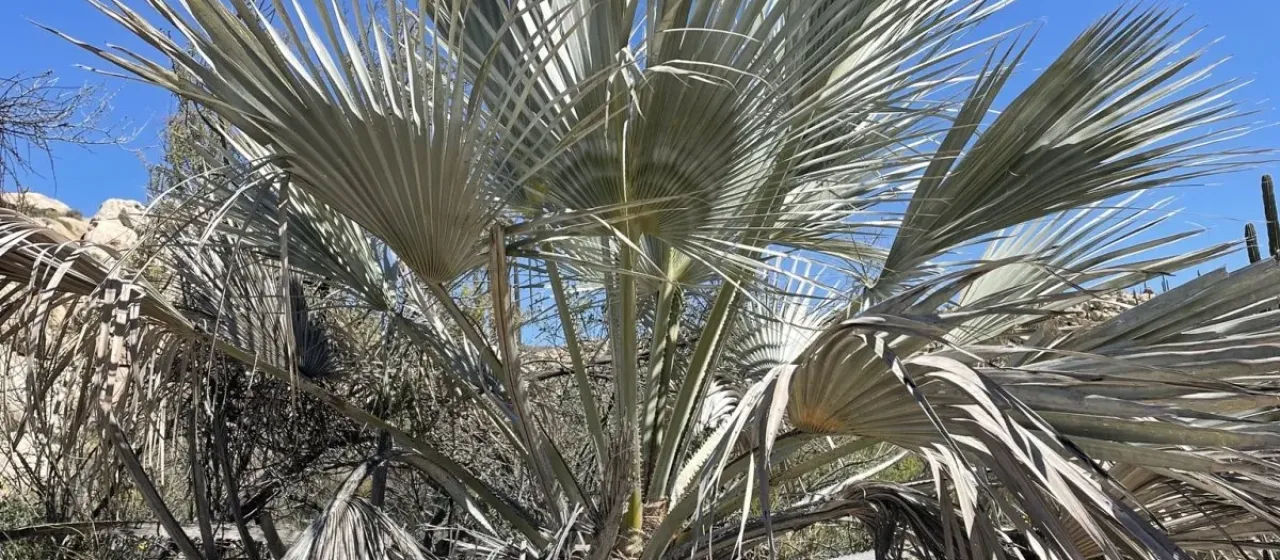 Mexican blue palm