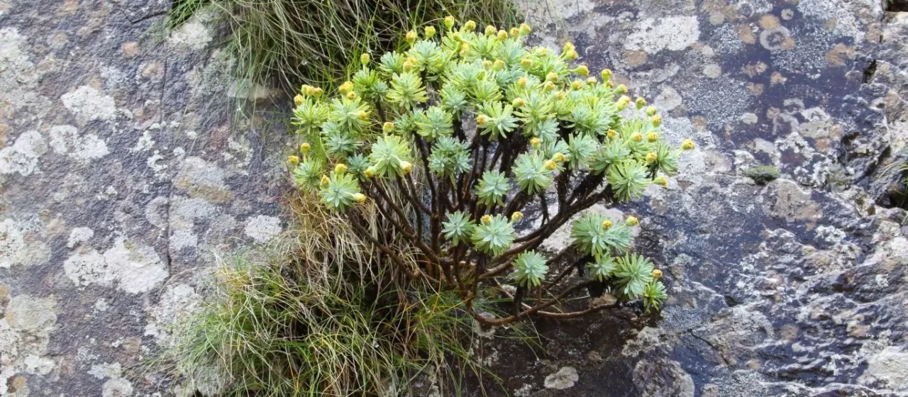 Euryops acraeus