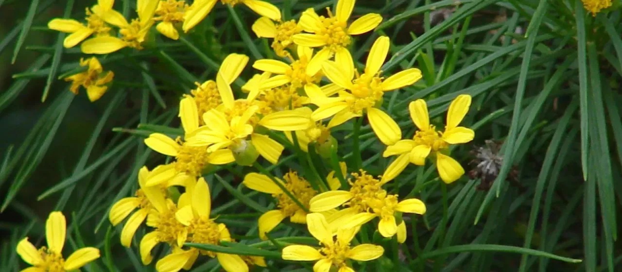 Euryops brevipapposus