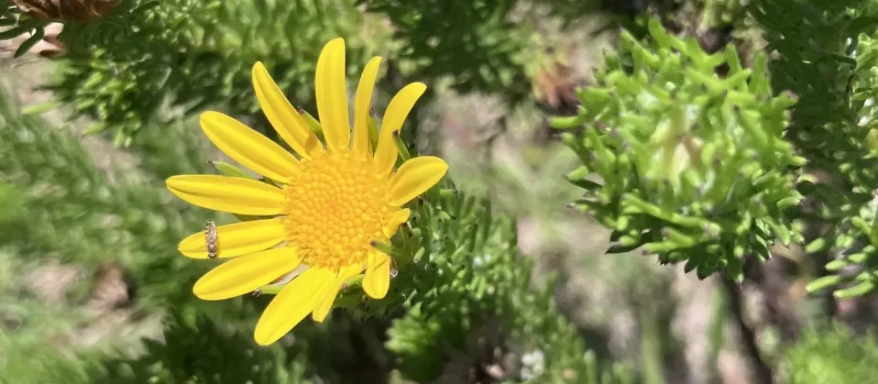 Euryops brachypodus