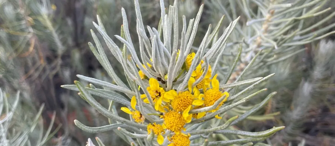 Euryops tenuissimus