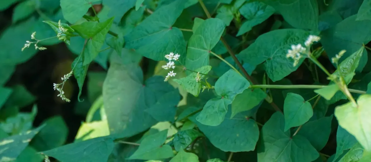 Perennial buckwheat