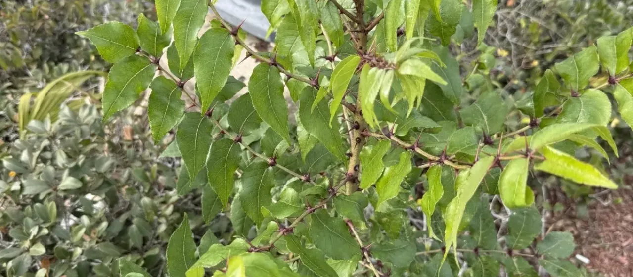 Fagara