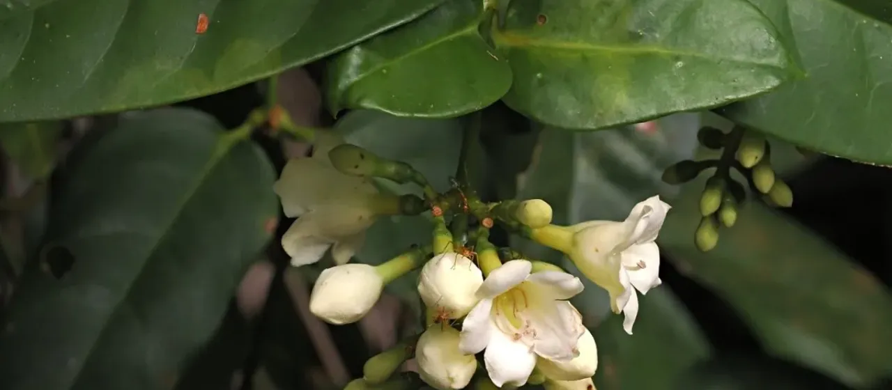 Utania racemosa