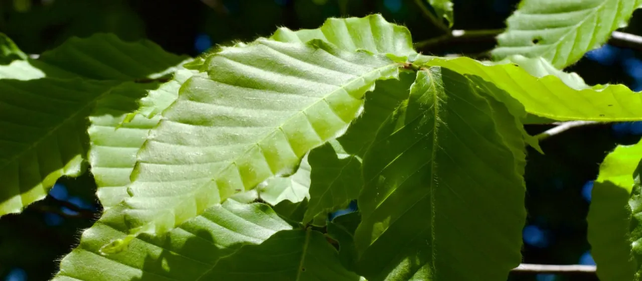 Japanese beech