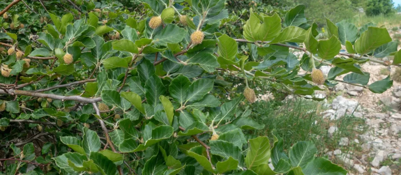Moesian beech