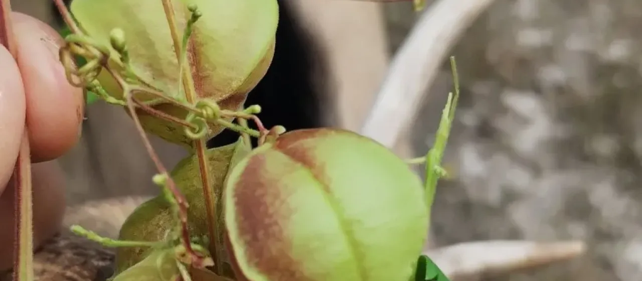 Balloon vine