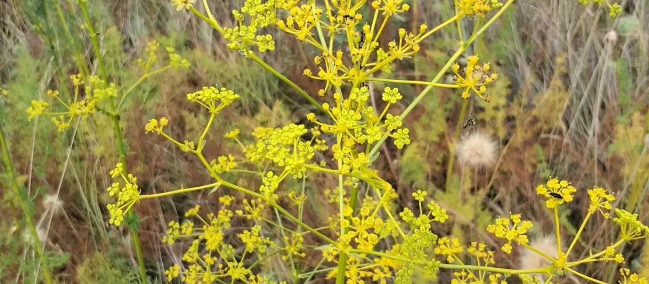 Ferulago galbanifera