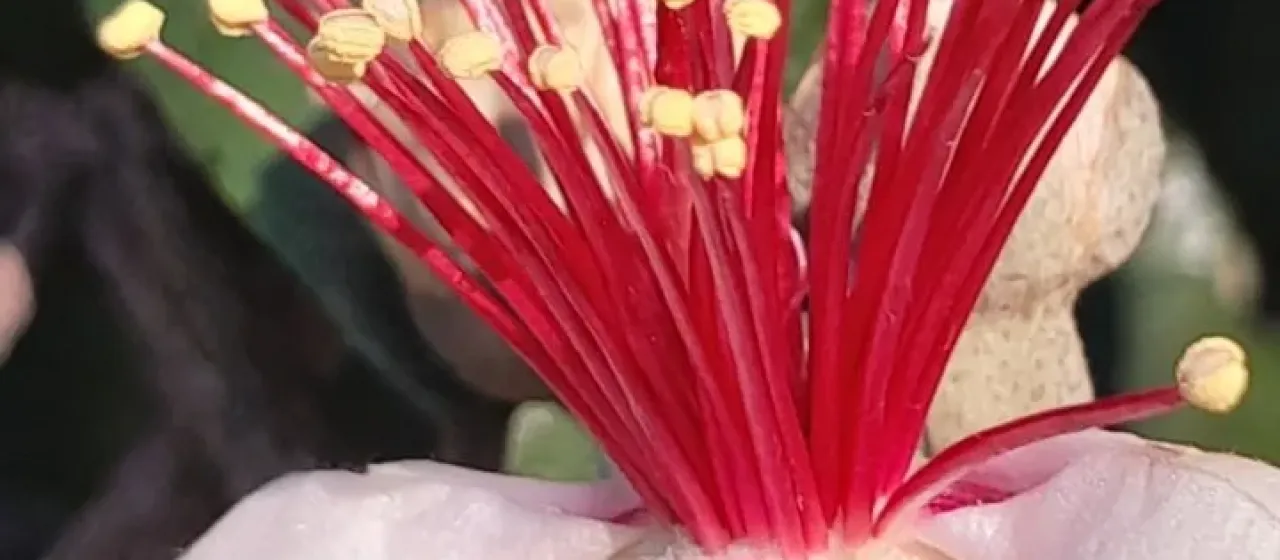 Feijoa