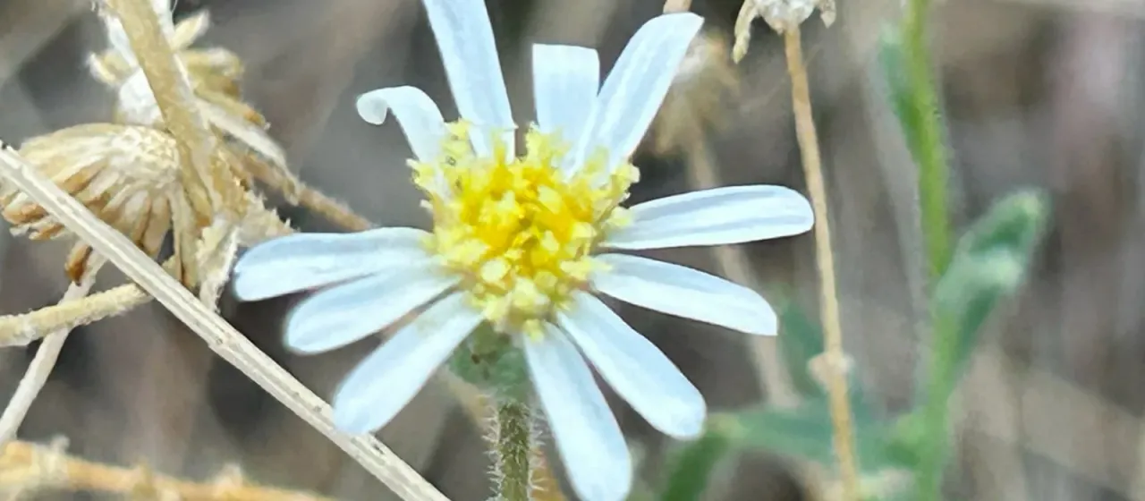 Felicia clavipilosa