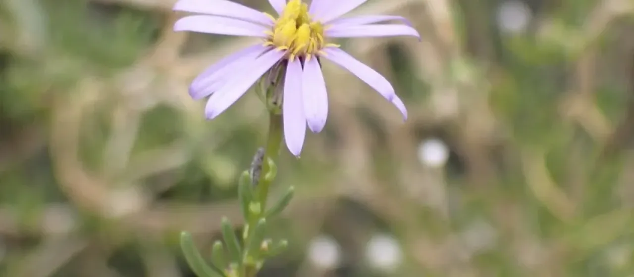 Felicia filifolia