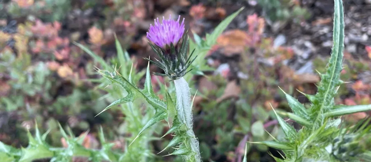 Italian thistle