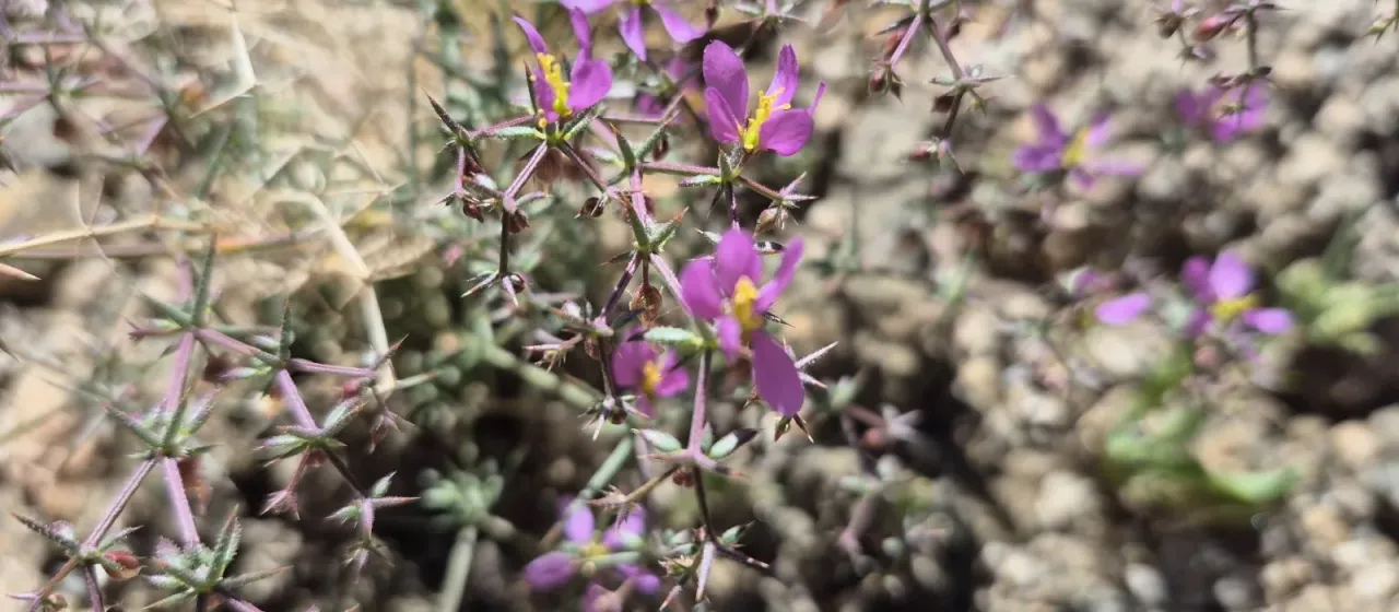 Fagonia bruguieri