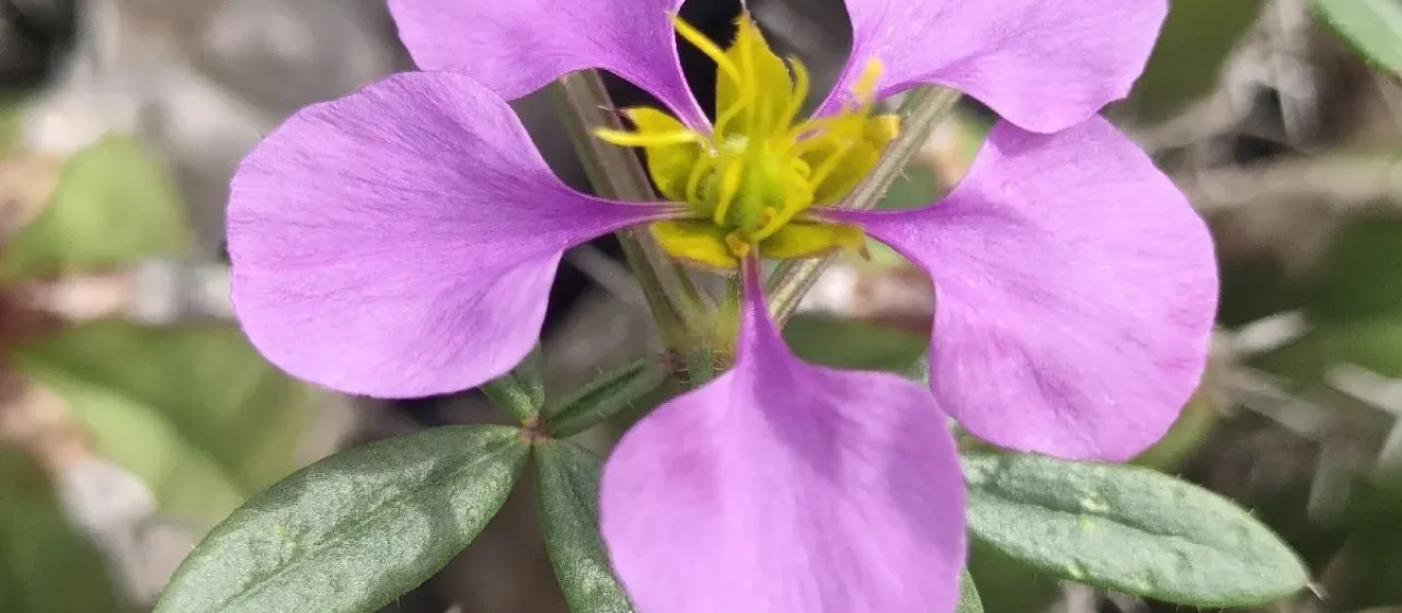 Fagonia cretica