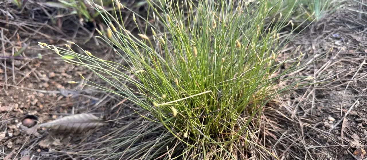 Fimbristylis acuminata