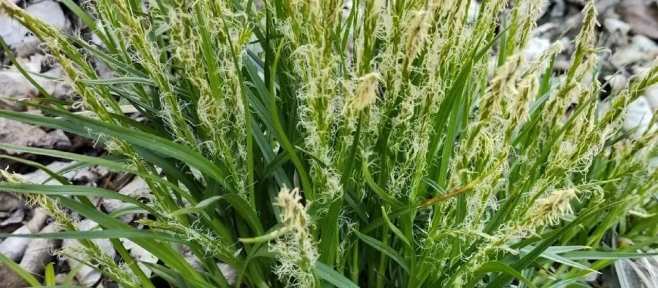 Carex bostrychostigma