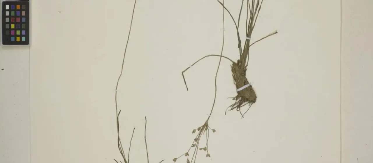 Fimbristylis falcata