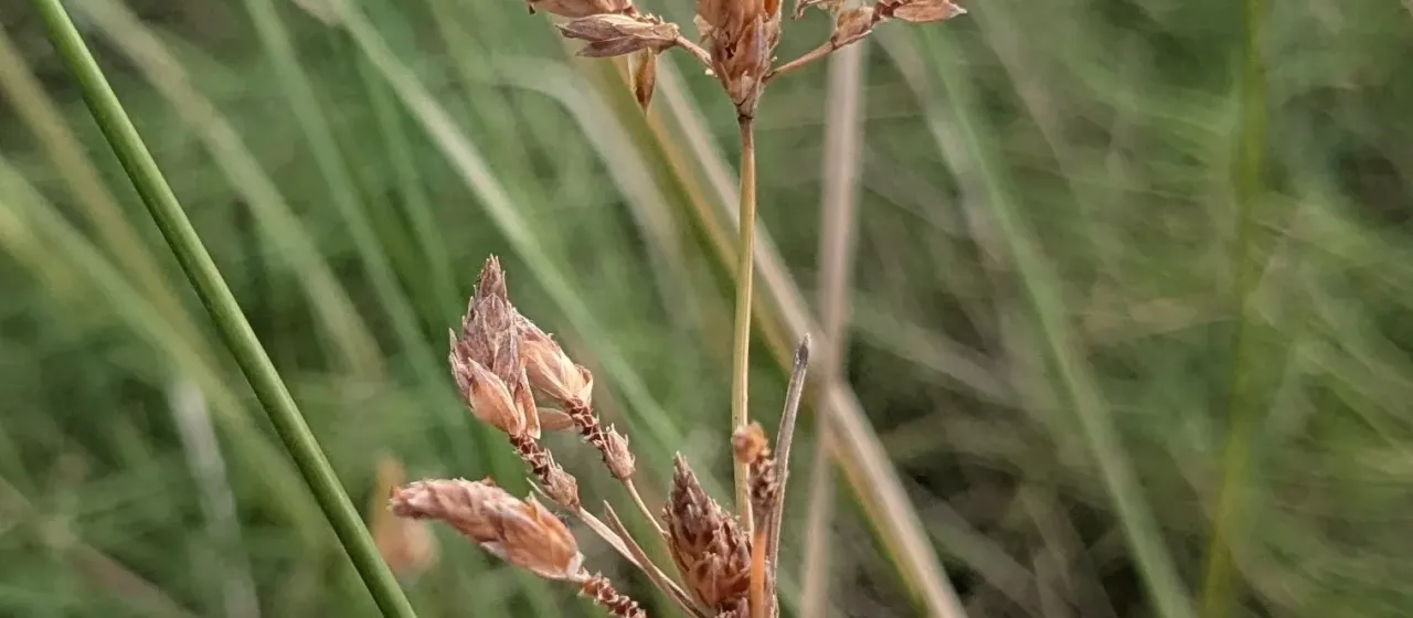 West Indian marshgrass