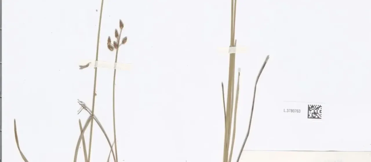 Fimbristylis globulosa