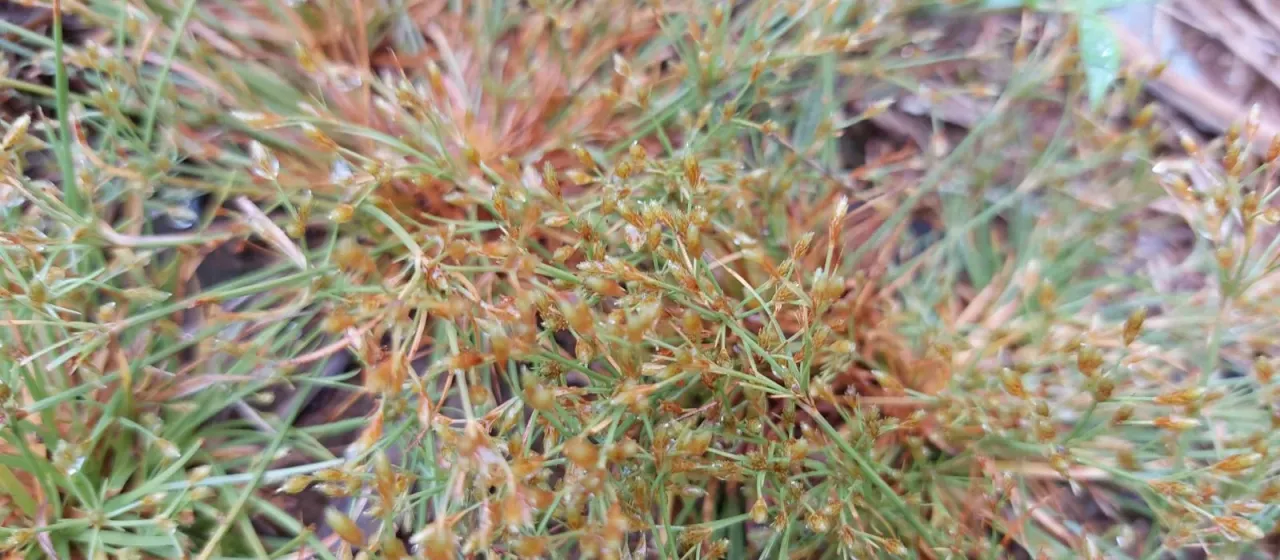 Fimbristylis griffithii