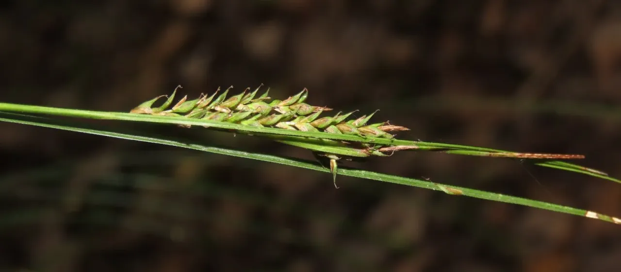 Copper-leaf sedge