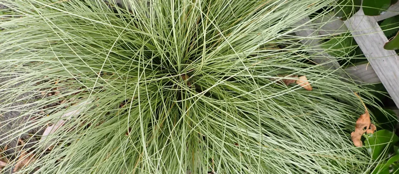 New Zealand hair sedge